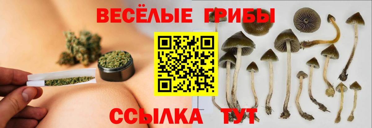 Псилоцибиновые грибы Cubensis Полысаево